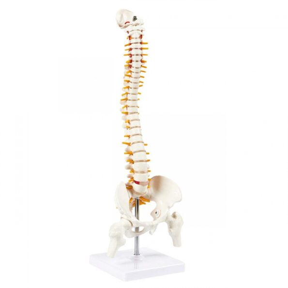 Human Spine Model 45cm Tall (Spinal/Vertebral Column Model) With Femur Heads - Divine Medicare