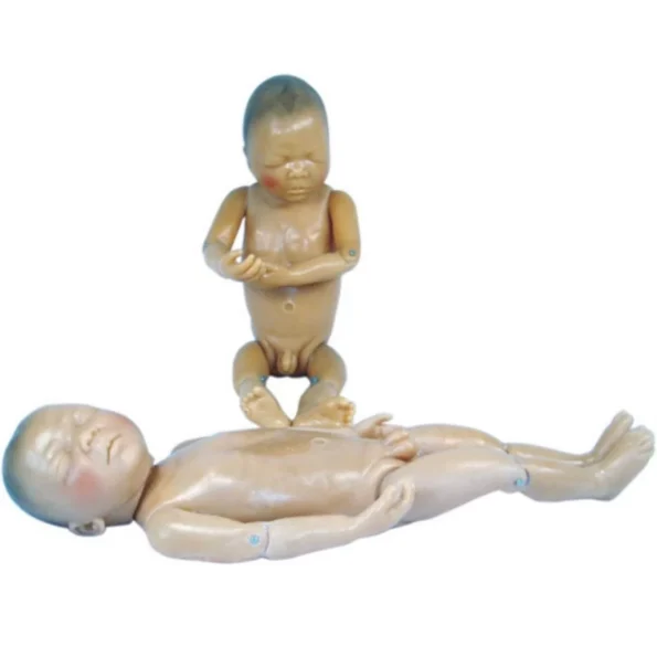 Newborn Baby Anatomical Model