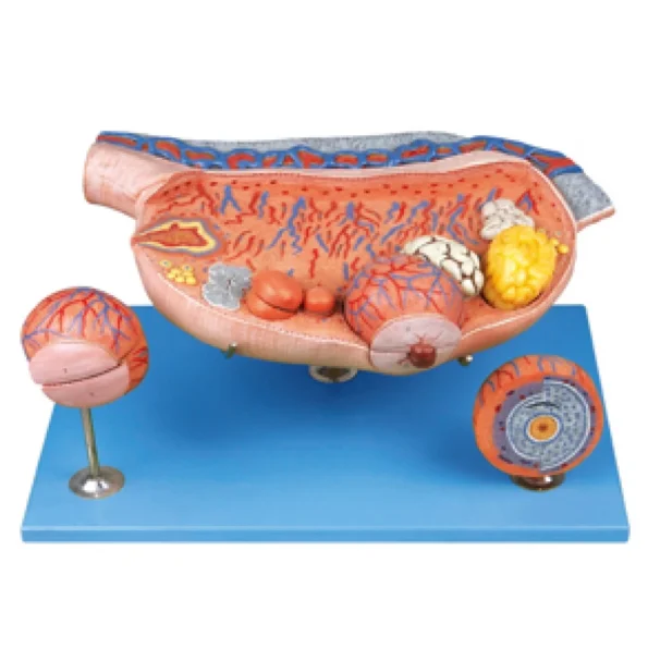 Divine Medicare - Ovary Anatomical Model