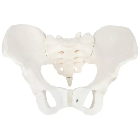 Female Pelvis Model For Teaching