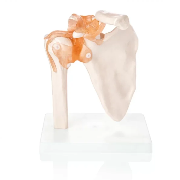 Human Shoulder Joint Model With Flexible Ligaments to Show Movement