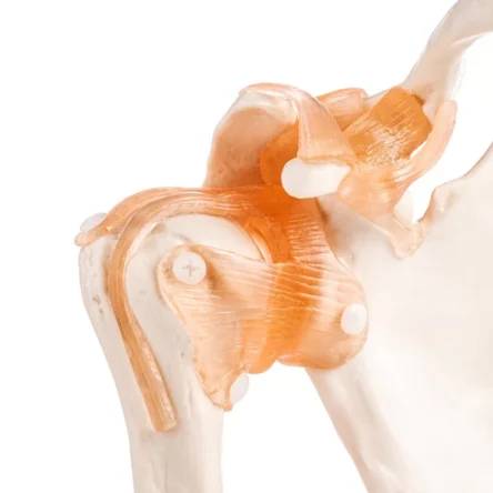 Human Shoulder Joint Model With Flexible Ligaments to Show Movement