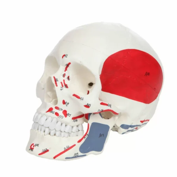 Life Size Human Skull Model With Painted Muscles Insertion & Origins