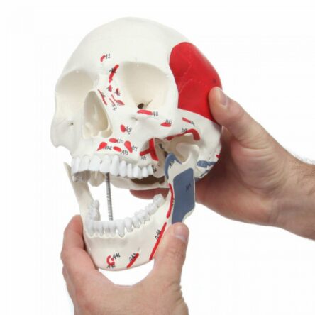 Life Size Human Skull Model With Painted Muscles Insertion & Origins