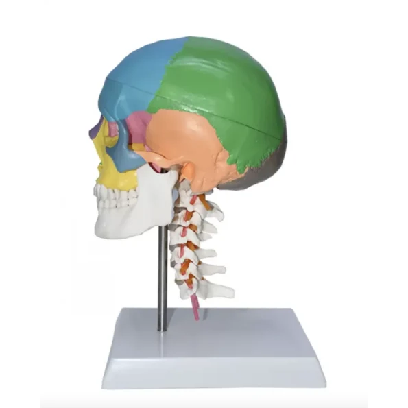 Skull With Cervical Anatomical Model (Life Size) - Divine Medicare