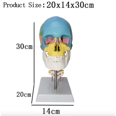 Skull With Cervical Anatomical Model (Life Size) – Divine Medicare