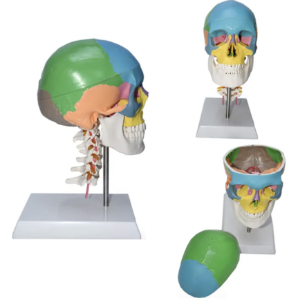 Skull With Cervical Anatomical Model (Life Size) – Divine Medicare