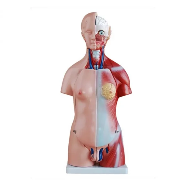 Human Torso Anatomical Model - 45cm Tall with 23 Removable Parts - Divine Medicare