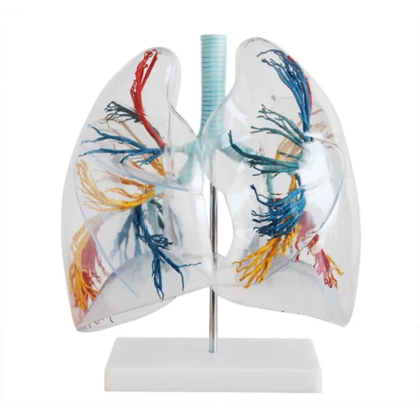 Transparent Lungs Model Showing Bronchial Tree