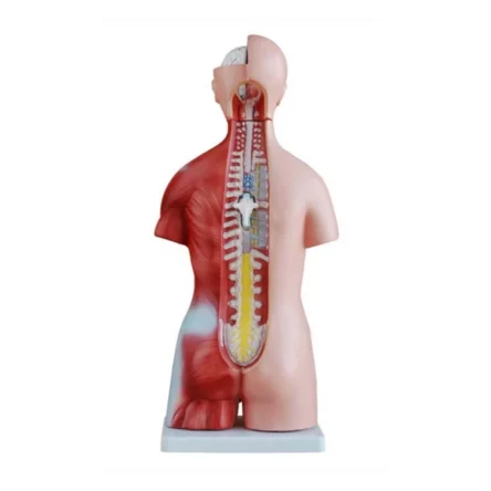 Human Torso Anatomical Model – 45cm Tall with 23 Removable Parts – Divine Medicare