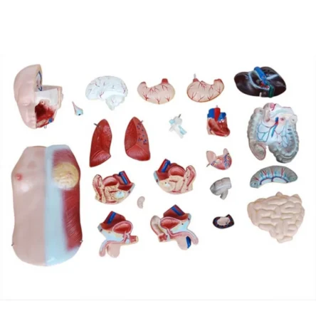 Human Torso Anatomical Model – 45cm Tall with 23 Removable Parts – Divine Medicare