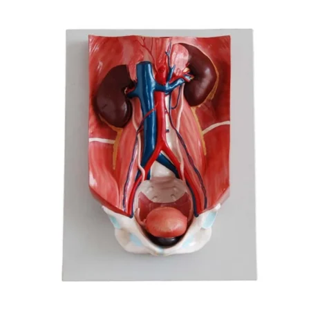 Divine Medicare - Urinary System Model