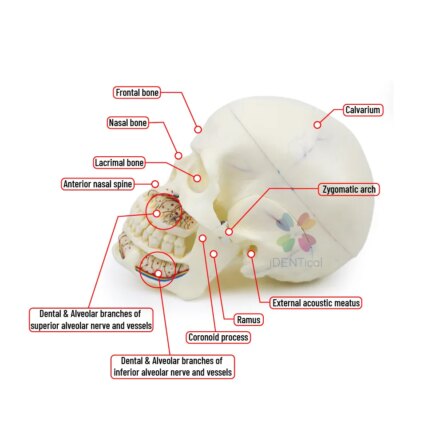 iDENTical Skull Education Model (M5007)