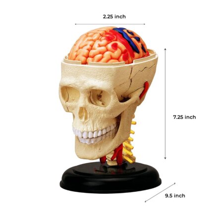 iDENTical 4D Skull Education Model (M7037)