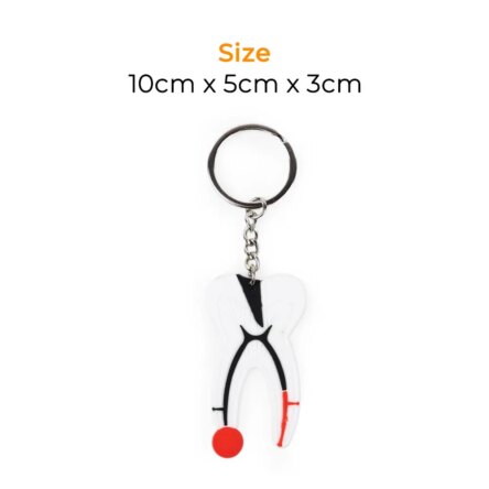 iDENTical Tooth Anatomy Key Chain (3006)