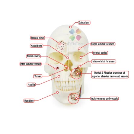 iDENTical Skull Education Model (M5007)