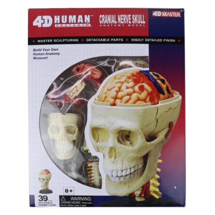 iDENTical 4D Skull Education Model (M7037)