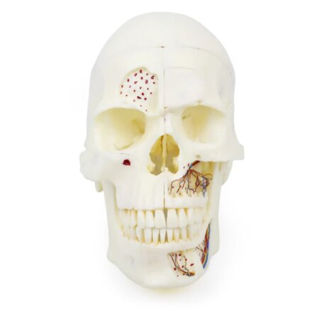 iDENTical Skull Education Model (M5007)