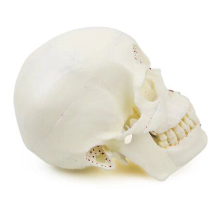 iDENTical Skull Education Model (M5007)