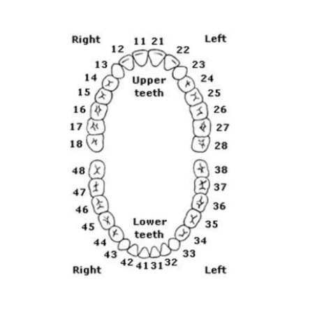Columbia Dentoform Typodont Ivorine Teeth (T-560 #32)