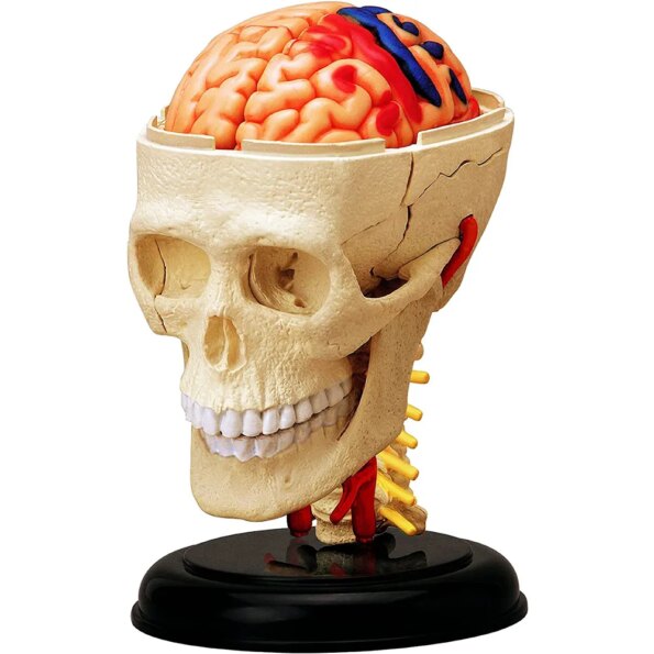 iDENTical 4D Skull Education Model (M7037)