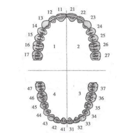 API Typodonts Individual-B561-48